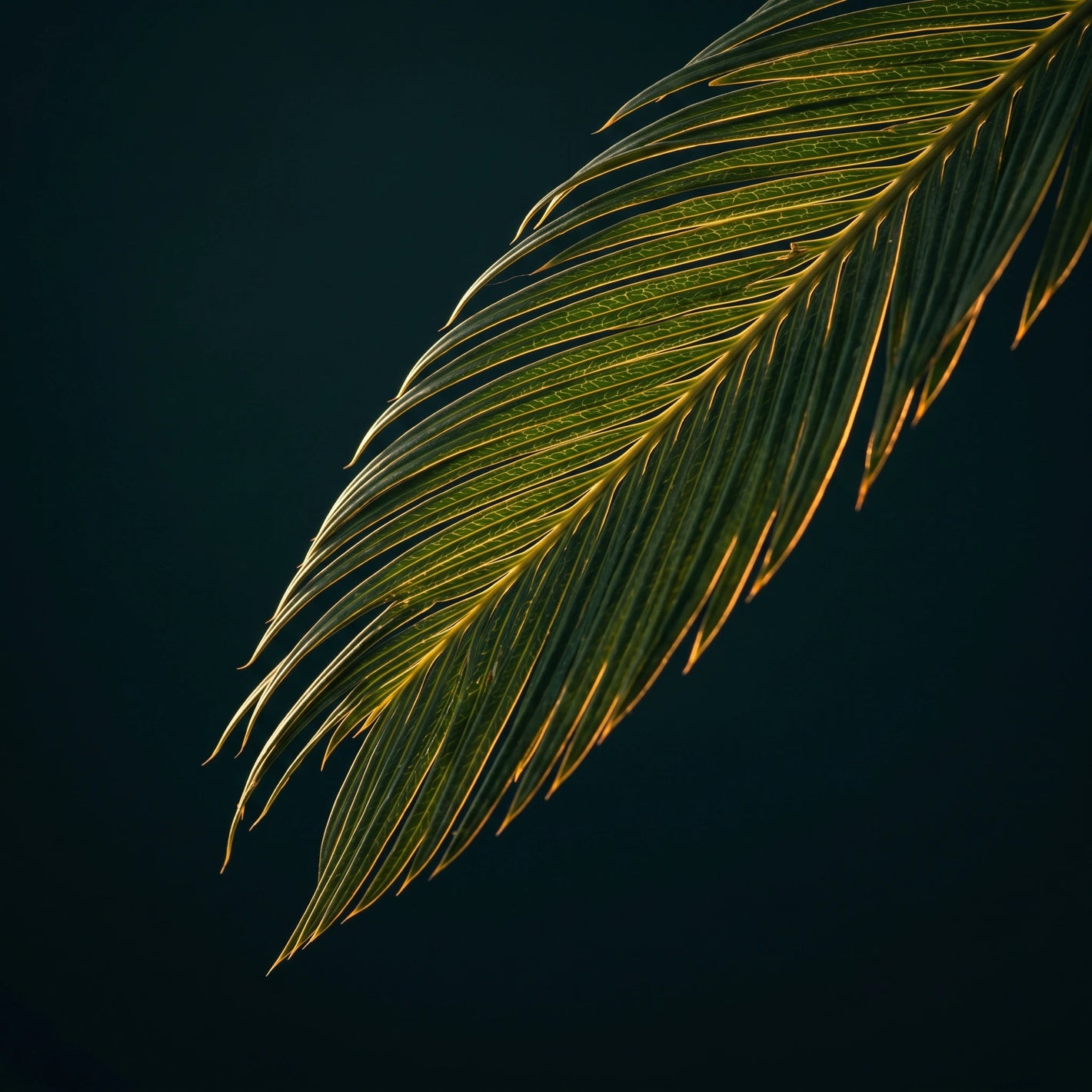 Phytosterole - Palm Frond