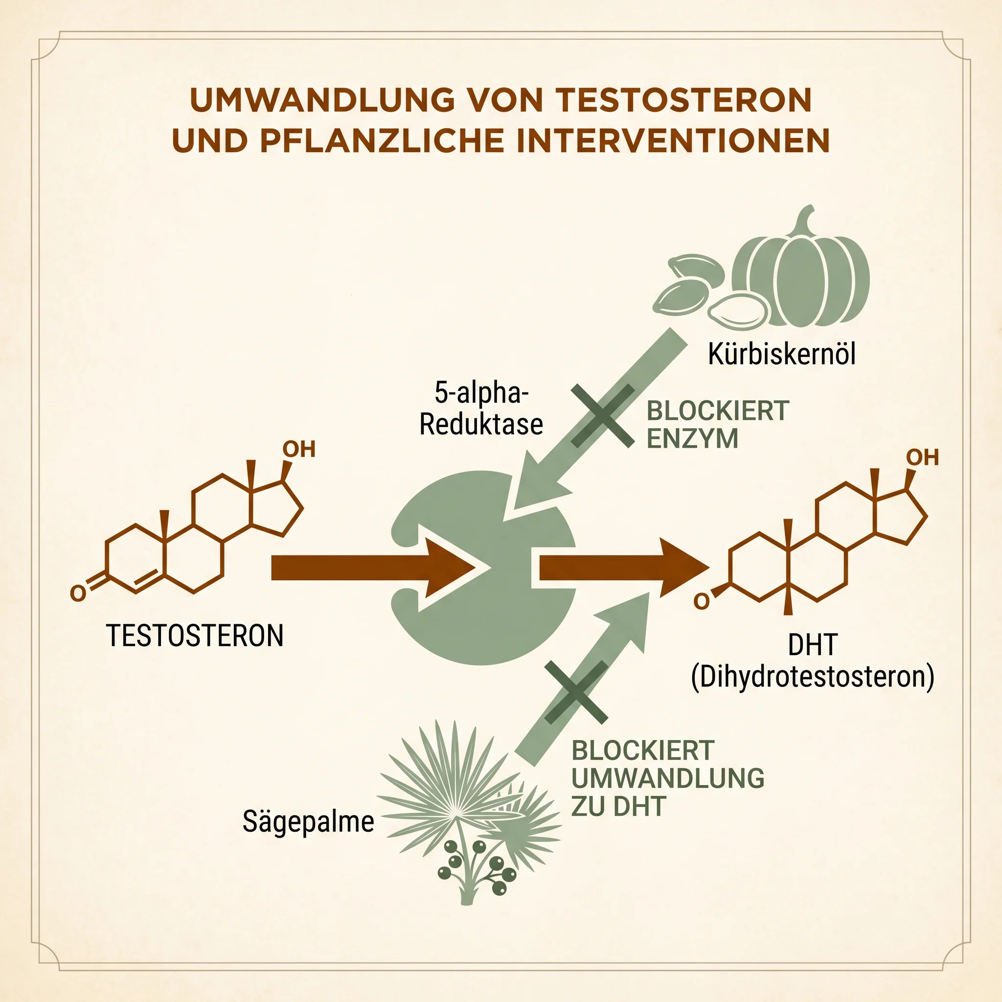 Schematisches Bild, das zeigt, wie aus Testosteron DHT wird und wie Kürbiskernöl und Sägepalme an diesem Punkt eingreifen.