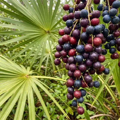 Sägepalme-Beeren: In 7 Studien zeigten 83% der Anwenderinnen verbesserte Haardichte.